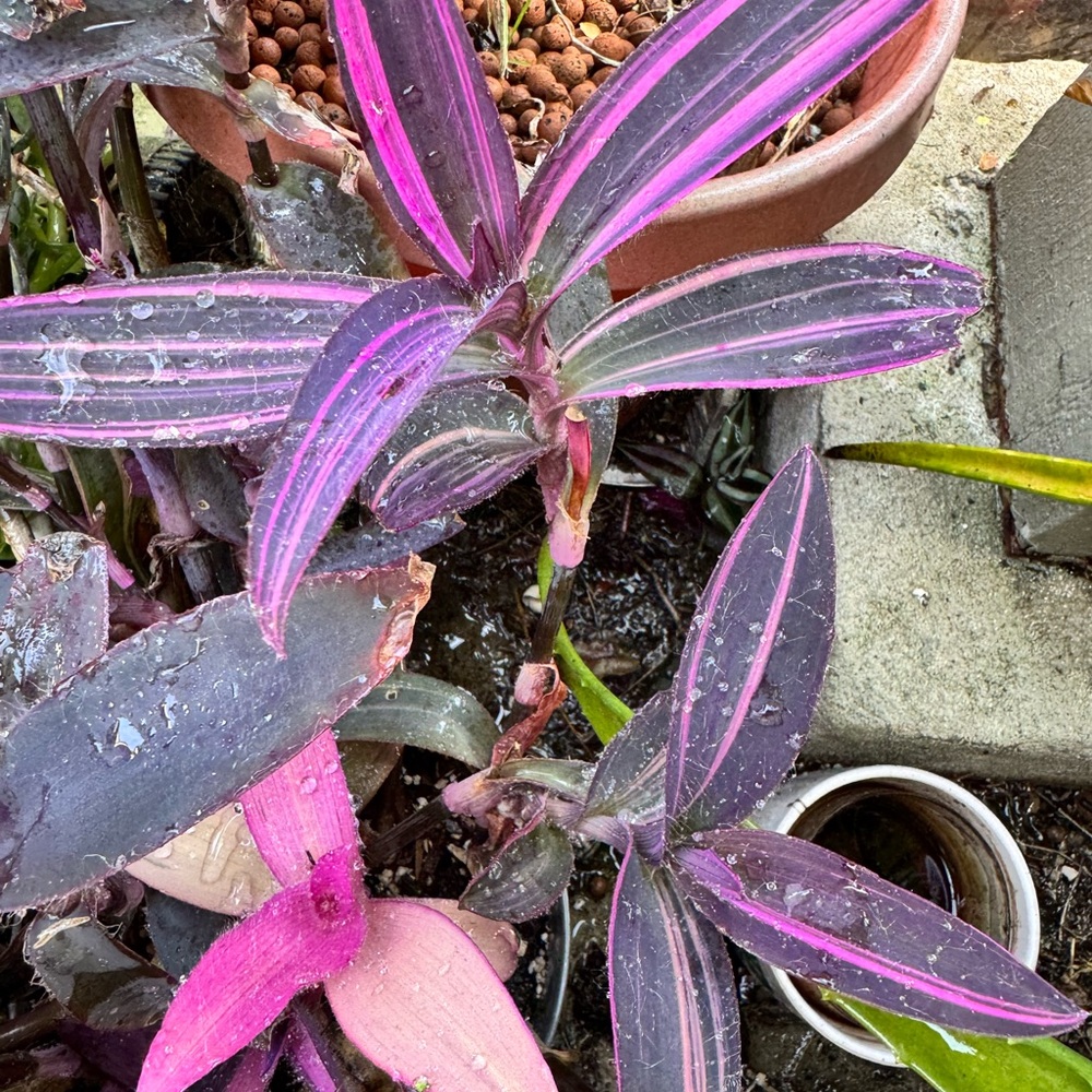 Tradescantia Purple Pallida Pink Stripe